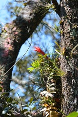 Tillandsia punctulata