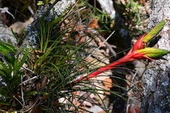 Tillandsia punctulata