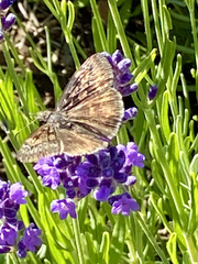 Erynnis icelus