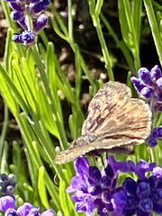 Erynnis icelus