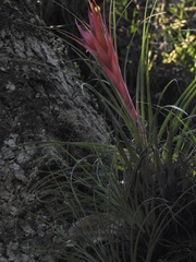 Tillandsia punctulata