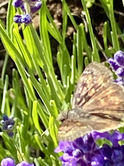 Erynnis icelus