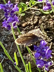 Erynnis icelus