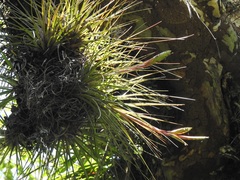 Tillandsia punctulata