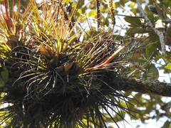 Tillandsia punctulata
