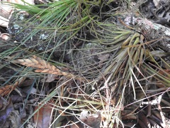 Tillandsia zoquensis