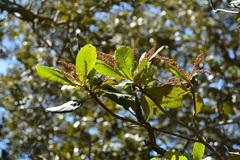 Clethra purpusii