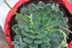 Echeveria pulidonis