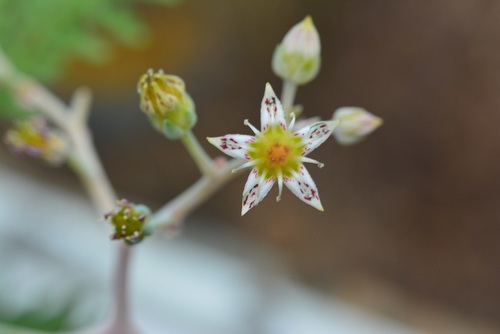 Graptopetalum paraguayense