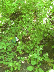 Eleutherococcus senticosus