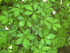 Eleutherococcus senticosus