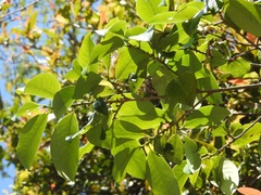 Erythroxylum macrophyllum macrophyllum