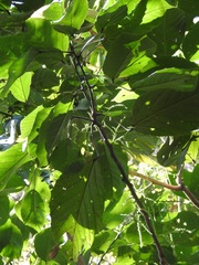 Alchornea latifolia