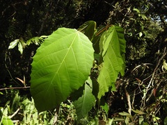 Alchornea latifolia