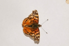Vanessa annabella
