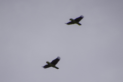Amazona autumnalis salvini