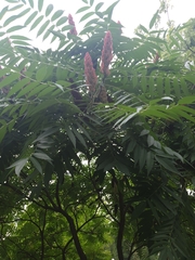 Rhus typhina