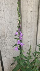 Campanula rapunculoides