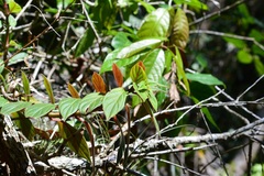 Columnea schiedeana