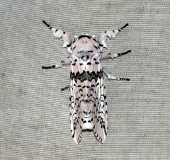 Kamalia kandyia