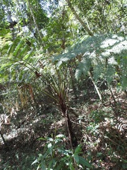 Cyathea myosuroides