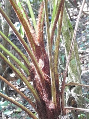 Cyathea myosuroides