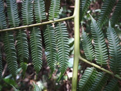 Cyathea myosuroides