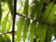 Cyathea myosuroides