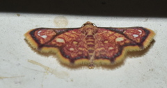 Enispa rosellus
