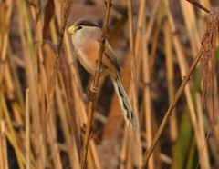 Reed Parrotbill photo 3