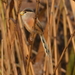 Reed Parrotbill - Photo (c) Chia aka Cory Chiappone, some rights reserved (CC BY-NC), uploaded by Chia aka Cory Chiappone