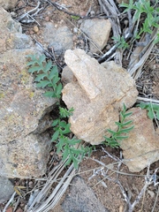Pelargonium confertum
