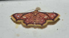 Enispa rosellus