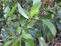 Ocotea heydeana