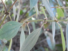 Miconia sericea