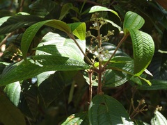 Miconia laevigata