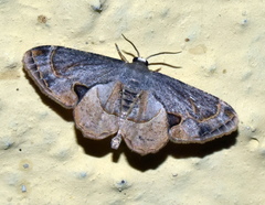 Phazaca theclata