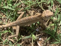 Calotes versicolor