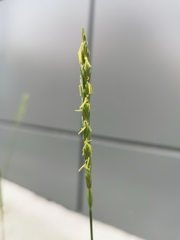Elymus repens