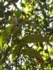 Miconia laevigata