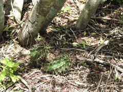 Echinocereus papillosus