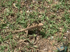 Calotes versicolor
