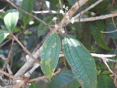 Miconia laevigata