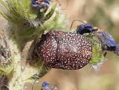 Psacasta exanthematica