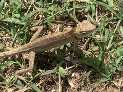 Calotes versicolor