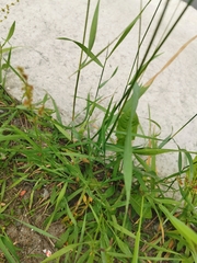 Elymus repens