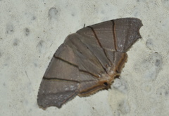 Orudiza protheclaria