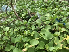 Ipomoea pes-caprae