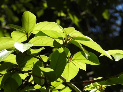 Ficus colubrinae (Ficus colubrinae)