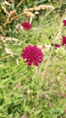 Knautia macedonica